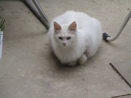 実家に来る白猫